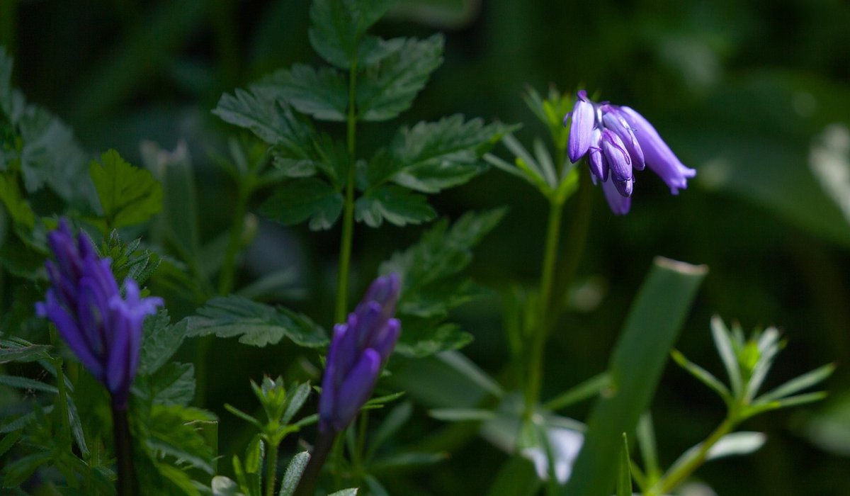 Choosing Native Trees for a Small British Garden