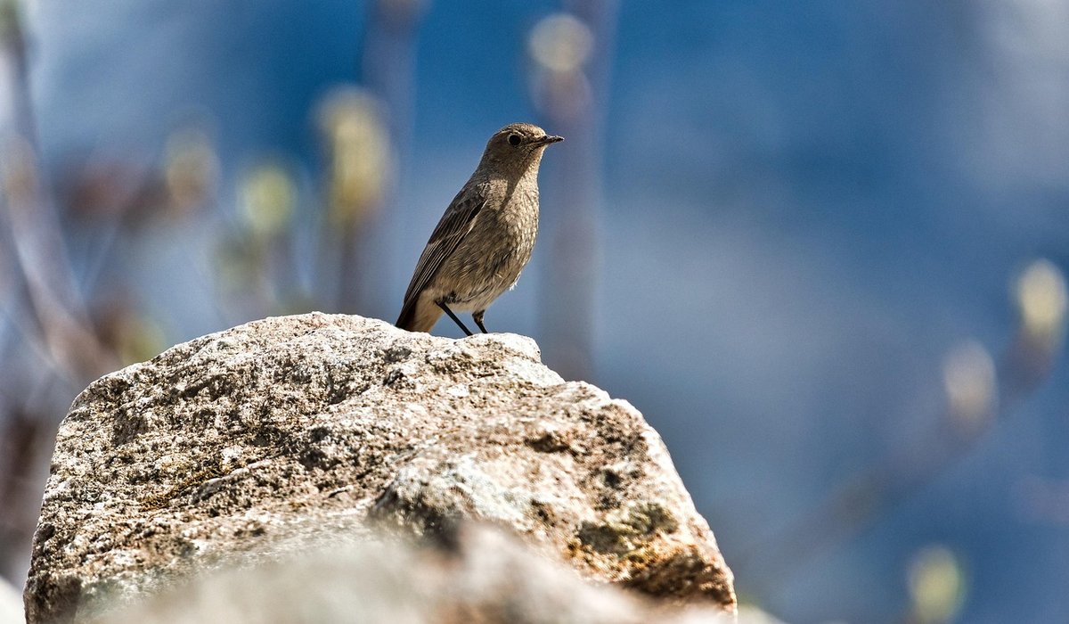 Forest Bathing: Simple Ways to Slow Down Outdoors