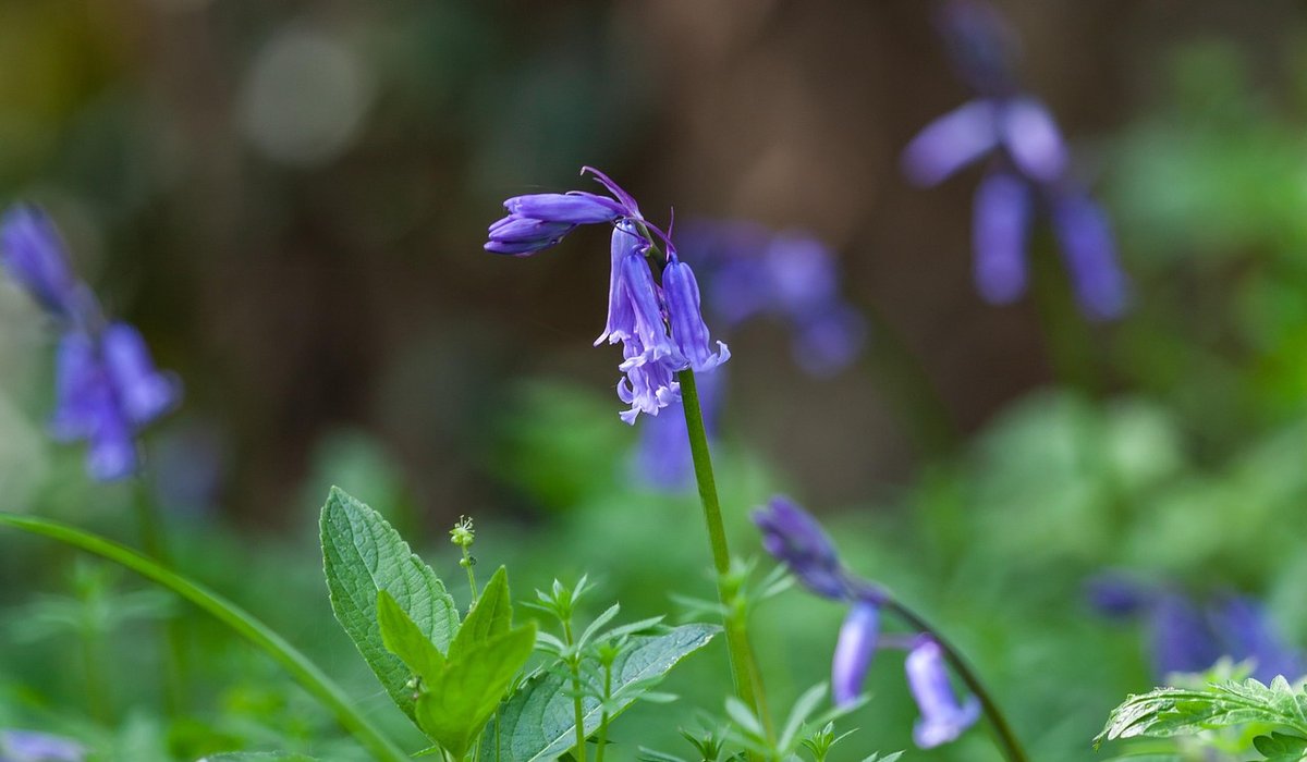 How to Create a Wildlife Pond in a Small Garden
