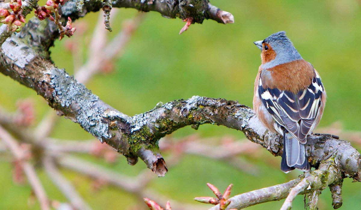 Jobs to Do in the Woodland Garden This Spring