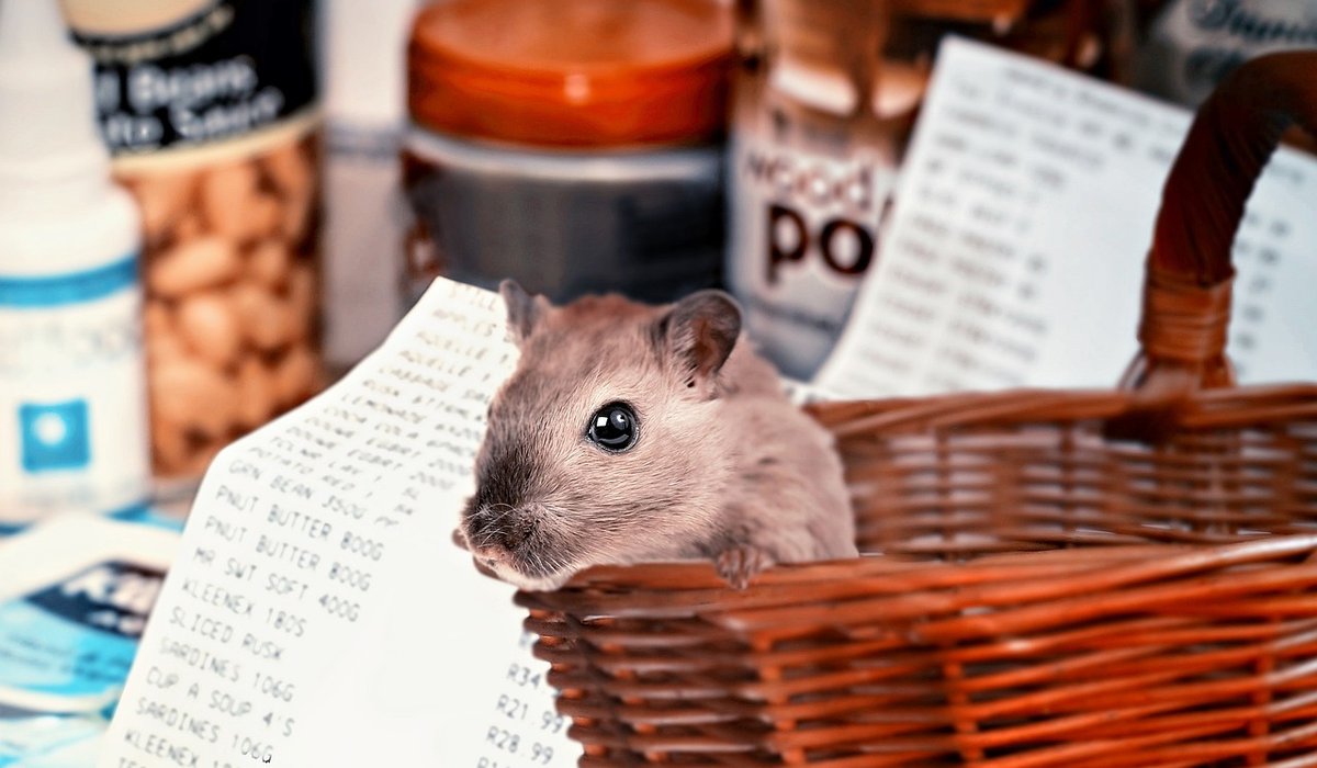 Mindful Journaling: Recording Changes in Your Garden