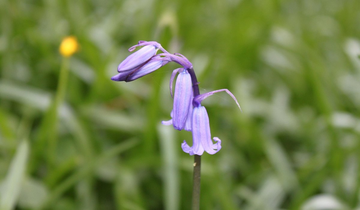 Planting a Mini Meadow for Pollinators