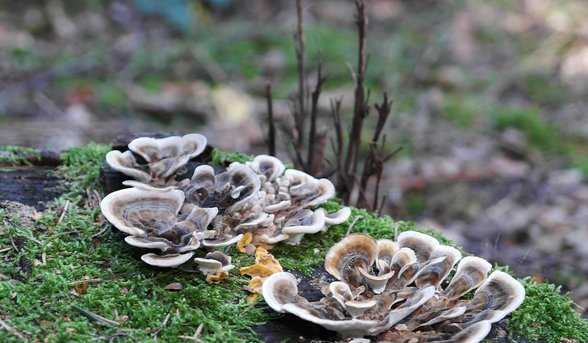 Preparing Your Garden for Winter Wildlife