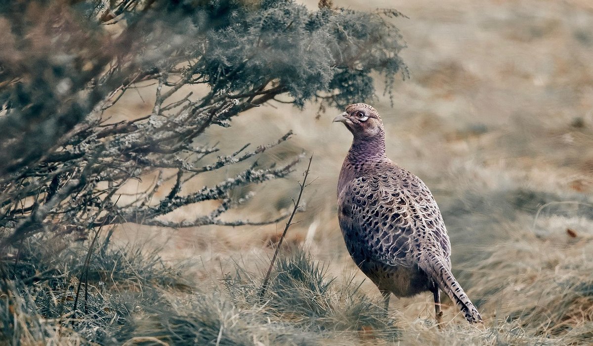 The Benefits of Dead Hedges for Wildlife